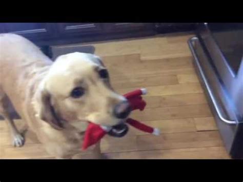 dog eats elf on the shelf